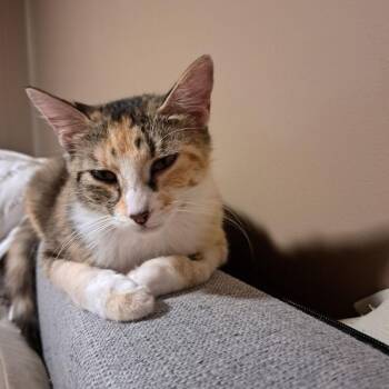 Peanut Butter Cup -  Domestic Short Hair Cat for Adoption in West Mifflin, Pennsylvania - Peanut Butter Cup | PetCurious