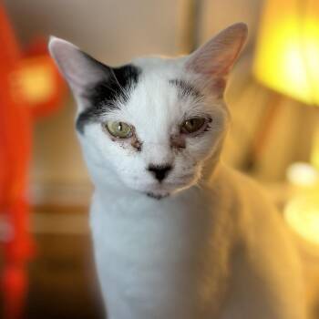 Luna Faith C11295 -  Domestic Short Hair Cat for Adoption - Luna Faith C11295 | PetCurious