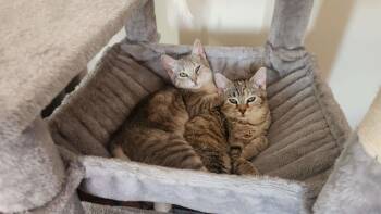 American Shorthair Cats Available for Adoption - Lilly | PetCurious