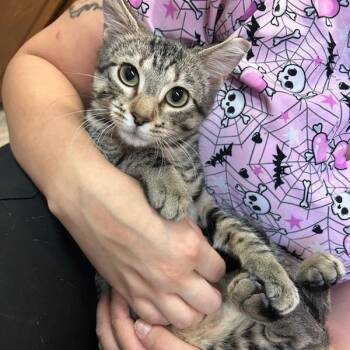 Rescue Domestic Short Hair Cats for Adoption in Oklahoma City, Oklahoma - Rabbit | PetCurious