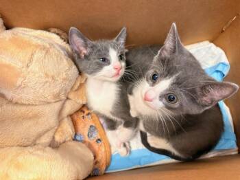 Domestic Short Hair Cats Available for Adoption in Tustin, California - MUFFIN BOI | PetCurious