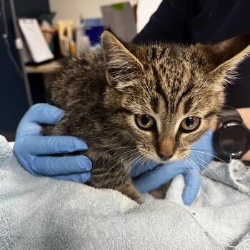 Domestic Short Hair Cats Available for Adoption in Vineland, New Jersey - Cannoli | PetCurious