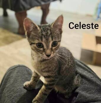 Celeste -  Tabby Cat for Adoption in Shrewsbury, Massachusetts - Celeste | PetCurious