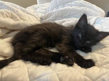 Domestic Long Hair Cats Available for Adoption in Mustang, Oklahoma - Phebe | PetCurious