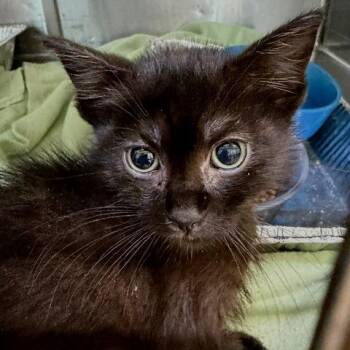 Oliver -  Domestic Short Hair Cat for Adoption in Cumming, Georgia - Oliver | PetCurious