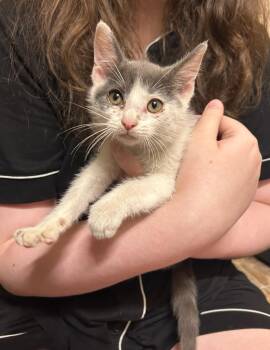 Stoney -  Domestic Short Hair Cat for Adoption in Somerset, Kentucky - Stoney | PetCurious