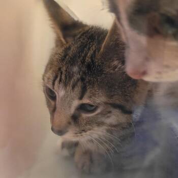 06/22/2026-Stray-29thAvenue-1 -  Domestic Short Hair Cat for Adoption in Columbus, Georgia - 06/22/2026-Stray-29thAvenue-1 | PetCurious