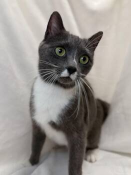 Domestic Short Hair Cats Available for Adoption in Greensboro, North Carolina - Sabrina | PetCurious