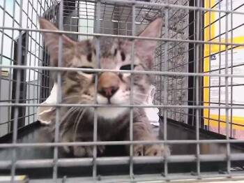 FEATHER DUSTER -  Domestic Short Hair Cat for Adoption in Tulsa, Oklahoma - FEATHER DUSTER | PetCurious