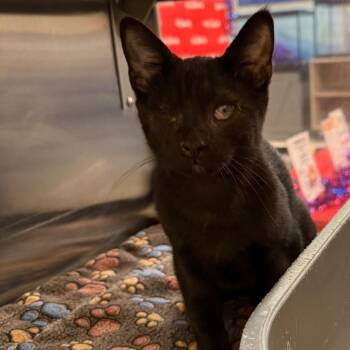 Milky Way -  Domestic Short Hair Cat for Adoption in Hemet, California - Milky Way | PetCurious
