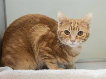 Domestic Short Hair Cats Available for Adoption in Phoenix, Arizona - GINGER SNAP | PetCurious
