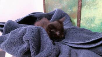 JEN -  Domestic Short Hair Cat for Adoption in Houston, Texas - JEN | PetCurious