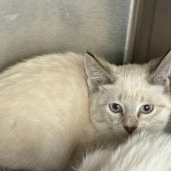 Domestic Short Hair Cats Available for Adoption - Quint | PetCurious