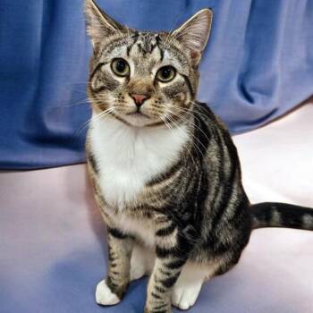 Rescue Domestic Short Hair Cats for Adoption in Fairfax, Virginia - Dakota | PetCurious