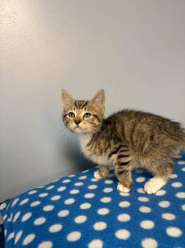 Beau -  Domestic Short Hair Cat for Adoption in Lovingston, Virginia - Beau | PetCurious
