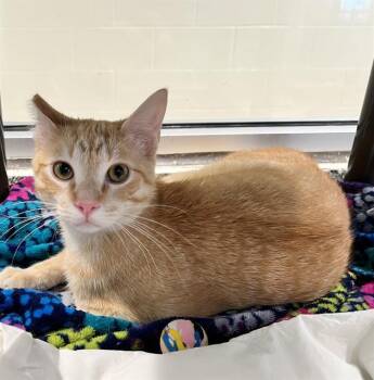 Domestic Short Hair Cats Available for Adoption in Methuen, Massachusetts - BUDDY | PetCurious