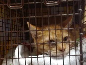 Rescue Domestic Short Hair Cats for Adoption in Sacramento, California - A902269 | PetCurious