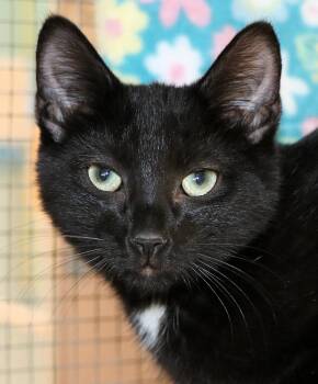 Domestic Short Hair Cats Available for Adoption - Lafayette | PetCurious