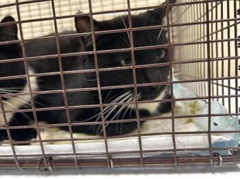 Domestic Short Hair Cats Available for Adoption - 2026-02-048 | PetCurious