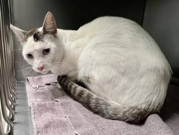 Siamese and Domestic Short Hair Cats Available for Adoption in Santa Cruz, California - MARSHMALLOW* | PetCurious