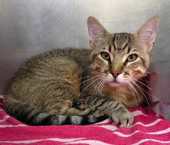 Chandler -  Domestic Short Hair Cat for Adoption in Little Rock, Arkansas - Chandler | PetCurious