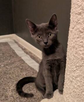 Russian Blue Cats Available for Adoption in Anthem, Arizona - Lightning - Stanley Cup Litter | PetCurious