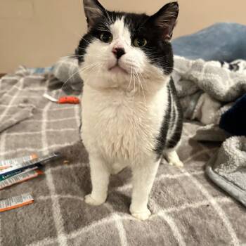 Domestic Short Hair Cats Available for Adoption in East Lansing, Michigan - Mr Moo Man | PetCurious