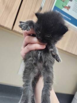 Pirate -  Domestic Medium Hair Cat for Adoption in Kennewick, Washington - Pirate | PetCurious