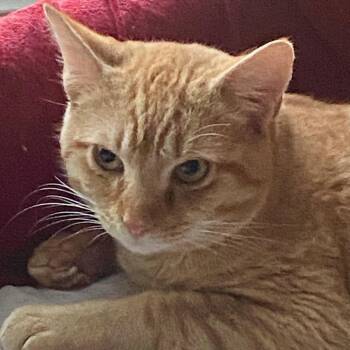 Rescue Domestic Short Hair Cats for Adoption in Little Mountain, South Carolina - Slurpie | PetCurious