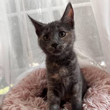 DORIS -  Domestic Short Hair Cat for Adoption in East Greenwich, Rhode Island - DORIS | PetCurious