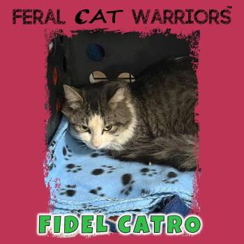 Fidel Catro -  Domestic Short Hair Cat for Adoption in Kingman, Arizona - Fidel Catro | PetCurious