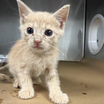 Amethyst -  Domestic Short Hair Cat for Adoption in Greenville, South Carolina - Amethyst | PetCurious