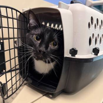 Salem -  Domestic Short Hair Cat for Adoption in Dekalb, Illinois - Salem | PetCurious