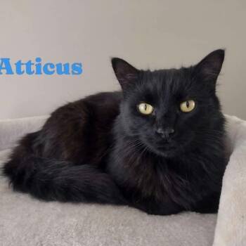 Atticus -  Domestic Long Hair Cat for Adoption in Wyandotte, Michigan - Atticus | PetCurious