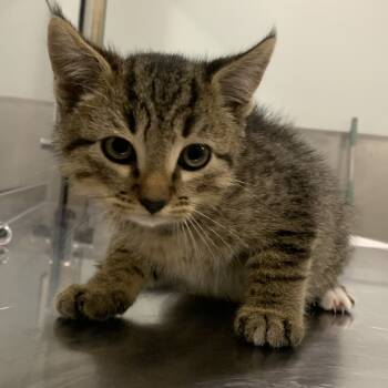 Rescue Domestic Short Hair Cats for Adoption in Washburn, Missouri - Waffle | PetCurious