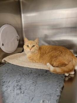 Rika -  Domestic Short Hair Cat for Adoption in Fergus Falls, Minnesota - Rika | PetCurious