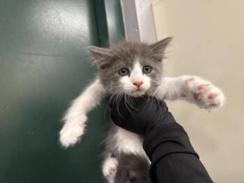 A1924579 -  Domestic Short Hair Cat for Adoption in Thousand Palms, California - A1924579 | PetCurious