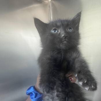 Beetle -  Domestic Medium Hair Cat for Adoption in Matteson, Illinois - Beetle | PetCurious