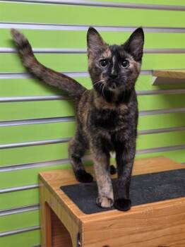 OPAL -  Domestic Short Hair Cat for Adoption in St. Peters, Missouri - OPAL | PetCurious