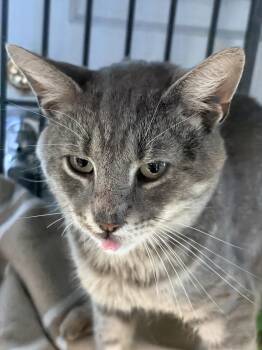 Ridge -  Domestic Short Hair Cat for Adoption - Ridge | PetCurious