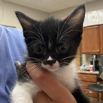 Domestic Short Hair Cats Available for Adoption in Tupelo, Mississippi - Rocco - 041502U | PetCurious