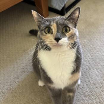 Bori - City of Industry Location -  Domestic Short Hair Cat for Adoption in Chino Hills, California - Bori - City Of Industry Location | PetCurious