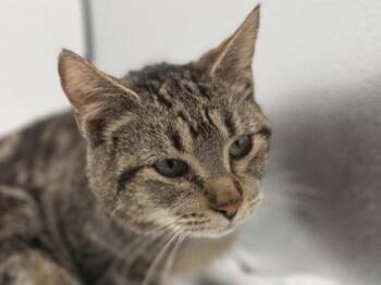 Domestic Short Hair Cats Available for Adoption - Jeremy | PetCurious
