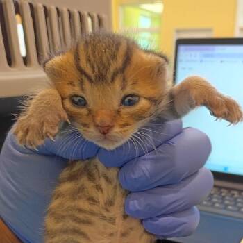 Lowes -  Domestic Short Hair Cat for Adoption in Lynchburg, Virginia - Lowes | PetCurious