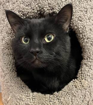 Rescue Domestic Short Hair Cats for Adoption in Sainte-angèle-de-monnoir, Quebec - CALINOU (CR/SC) | PetCurious