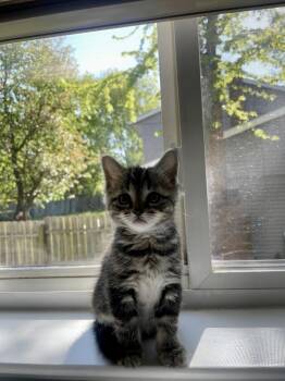 Domestic Short Hair Cats Available for Adoption in Ferndale, Michigan - Scout | PetCurious