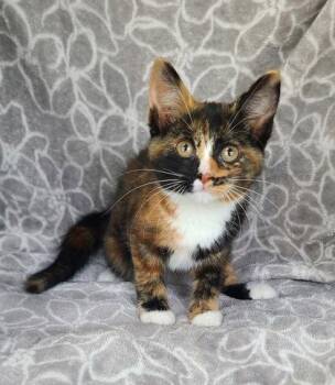 7155 (Berry) -  Calico Cat for Adoption in Lake City, Michigan - 7155 (Berry) | PetCurious