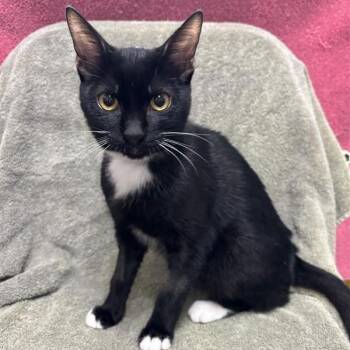 Vinny -  Domestic Short Hair Cat for Adoption in Hawthorne, California - Vinny | PetCurious