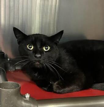 Lincoln -  Domestic Short Hair Cat for Adoption in Fruit Heights, Utah - Lincoln | PetCurious