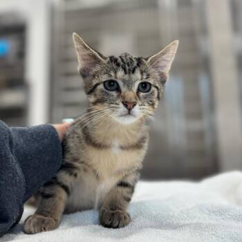 Chipmunk -  Domestic Short Hair Cat for Adoption in Nashville, Indiana - Chipmunk | PetCurious